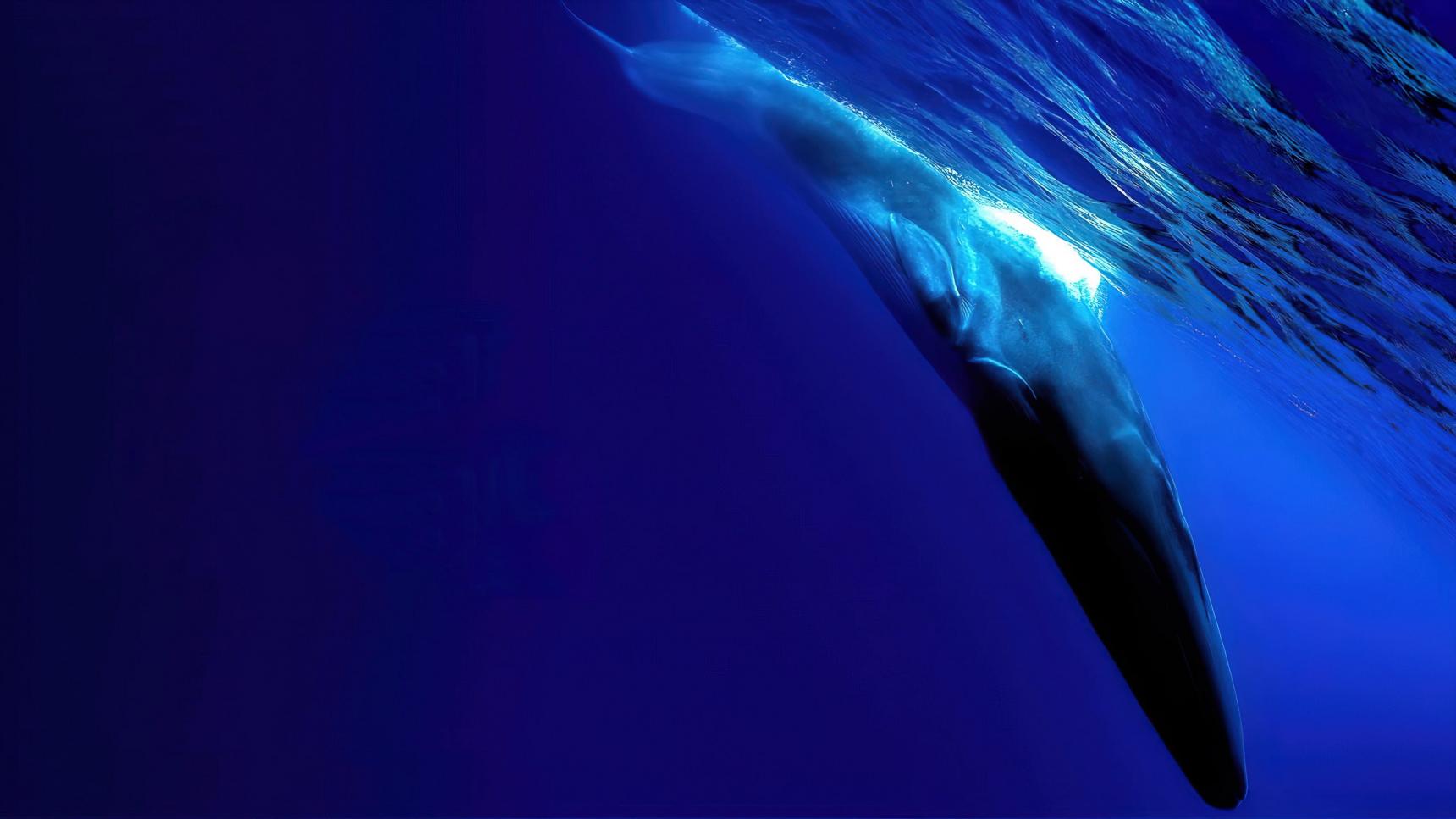 Fondo de pantalla de la película The Loneliest Whale: The Search for 52 en Cuevana 3 gratis