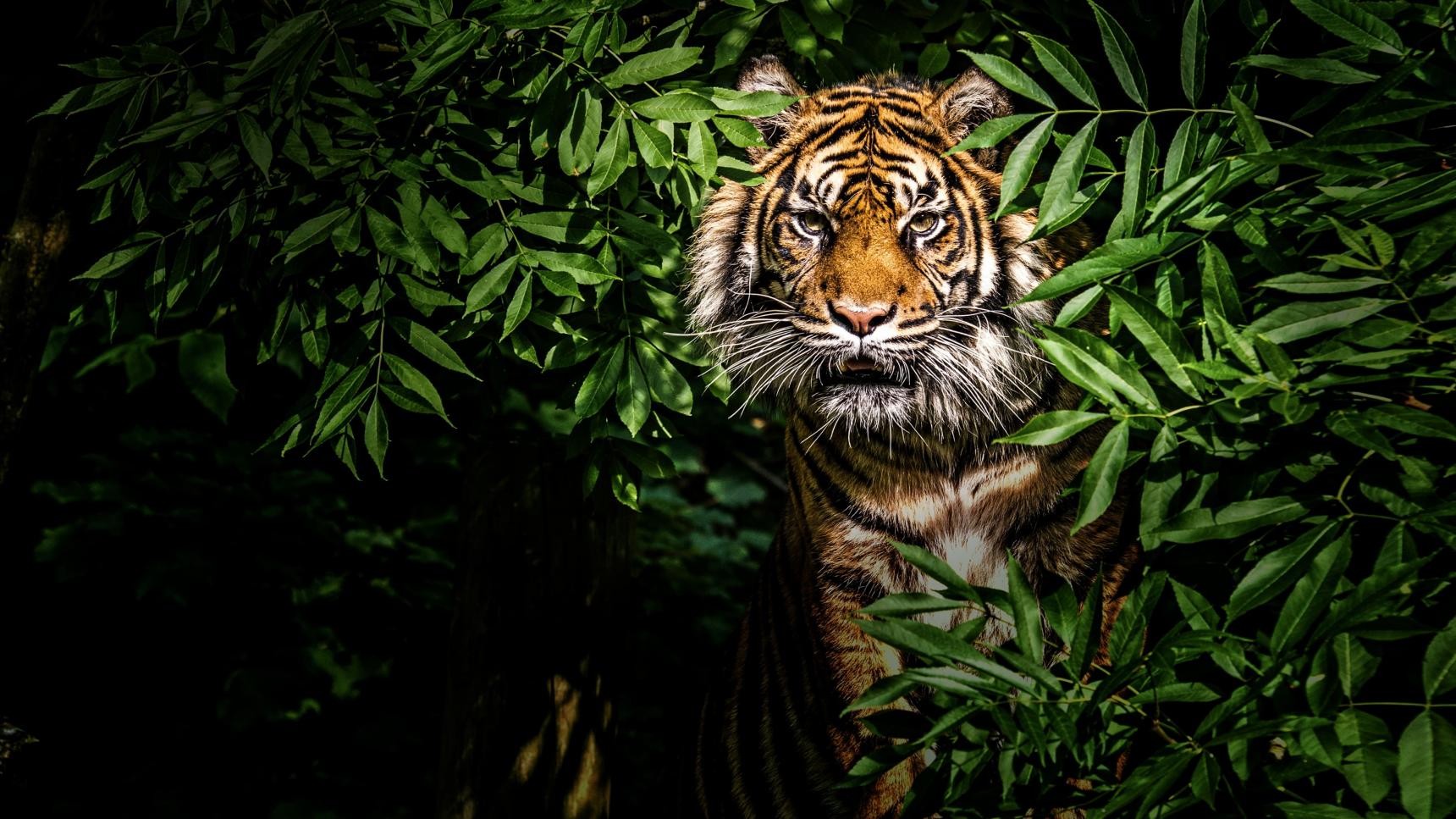 Fondo de pantalla de la película Thailand's Wild Cats en Cuevana 3 gratis