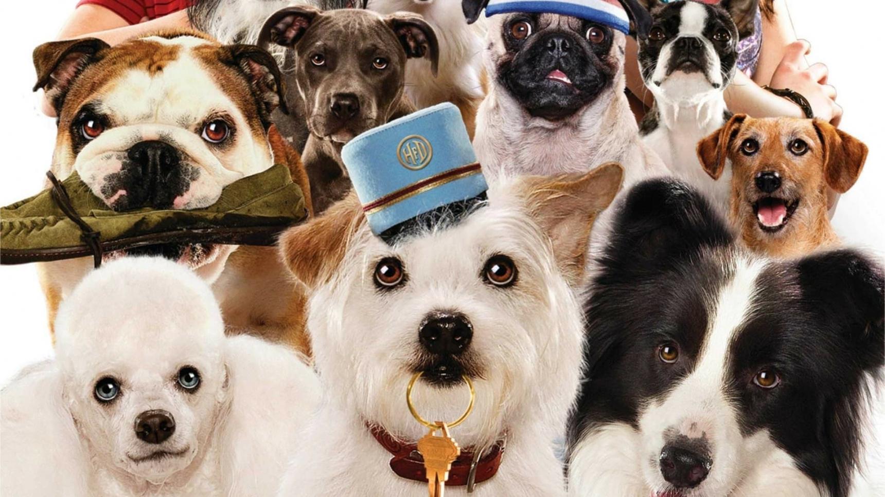 Fondo de pantalla de la película Hotel para perros en Cuevana 3 gratis