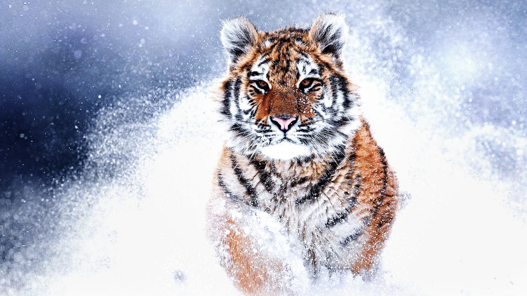 Fondo de pantalla de la película Tigres salvajes de Rusia en Cuevana 3 gratis