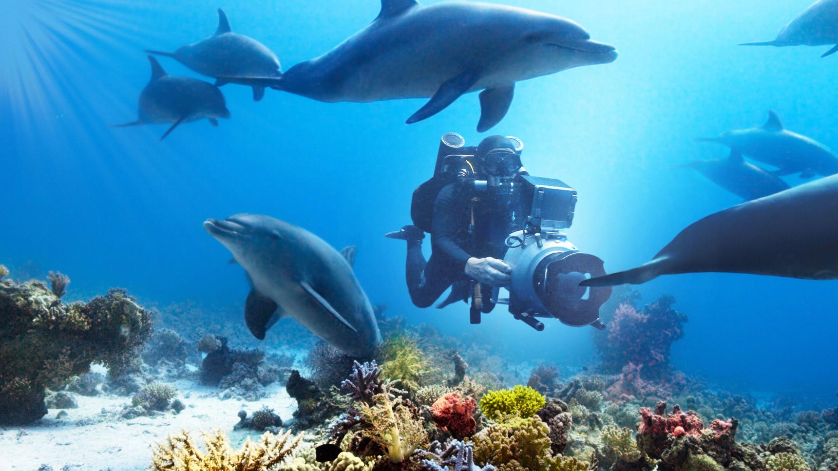 Fondo de pantalla de la película Nadando con Delfines en Cuevana 3 gratis