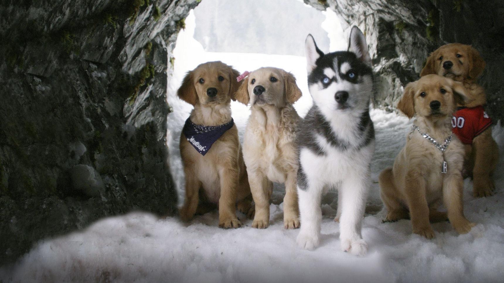 Fondo de pantalla de la película Snow Buddies: Cachorros en la nieve en Cuevana 3 gratis